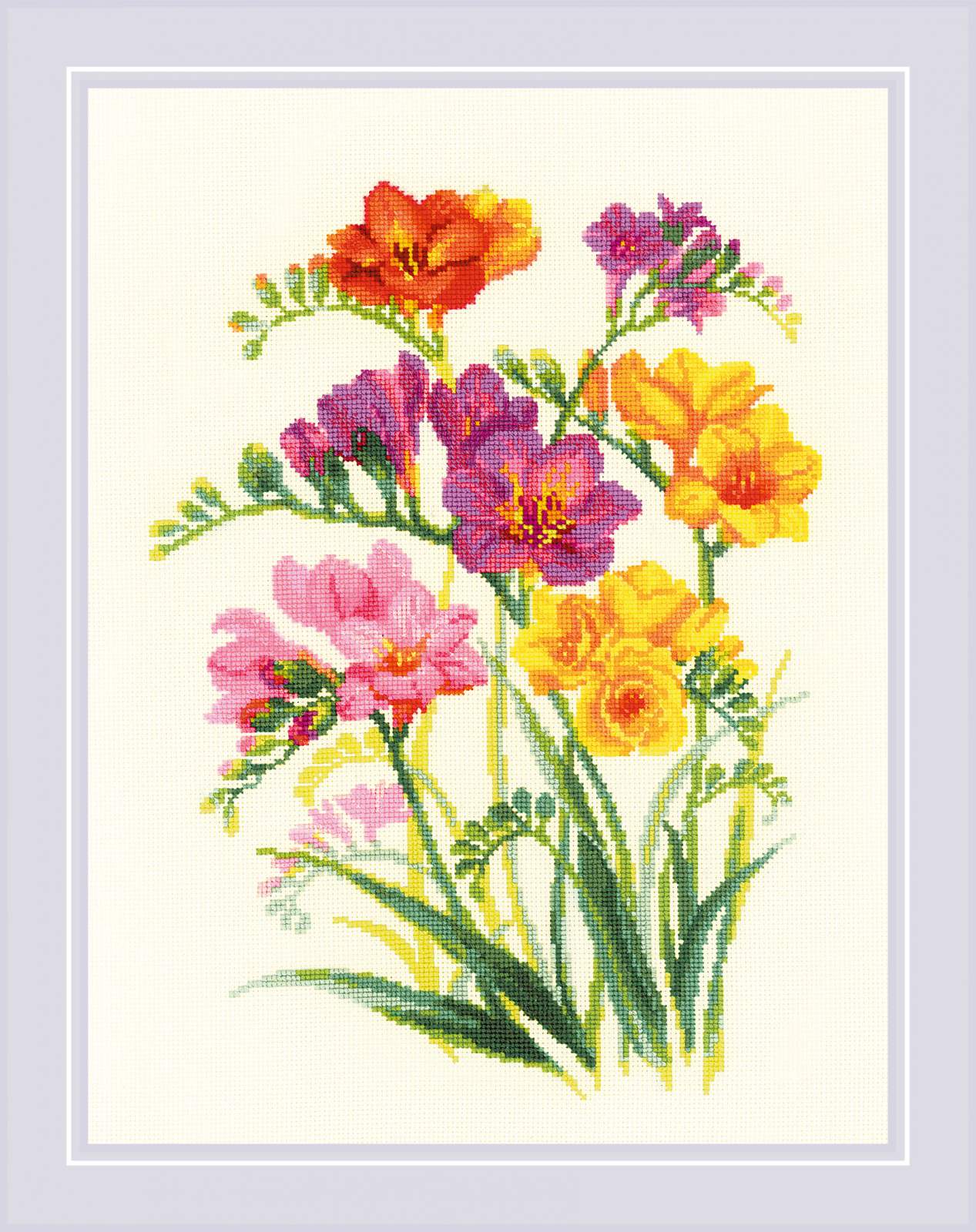 Riolis Fragrant Freesia