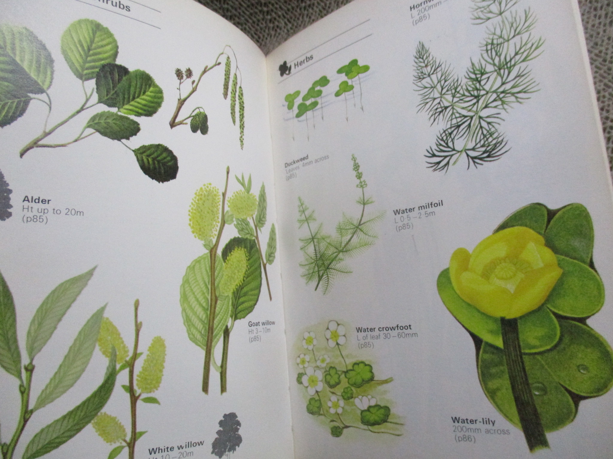 The Young Naturalist by Leonard Moore (Hardcover) / HAMLYN