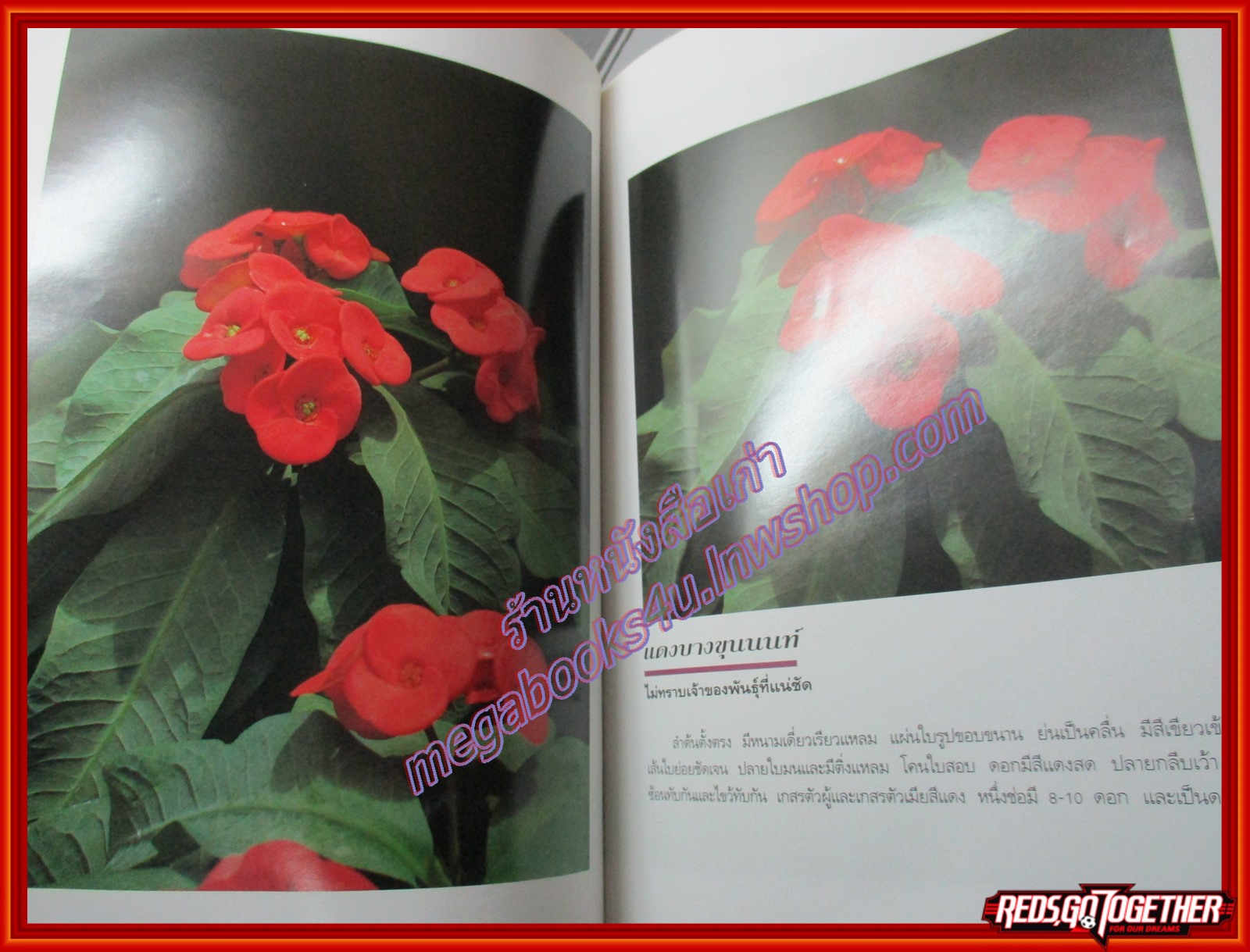 โป๊ยเซียน ไม้ดอกเสี่ยงทาย เล่ม1 โดย อุไร จิรมงคลการ