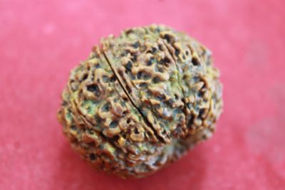 เมล็ดรุทรักษะ 10 หน้า ( น้ำตาพระศิวะ )