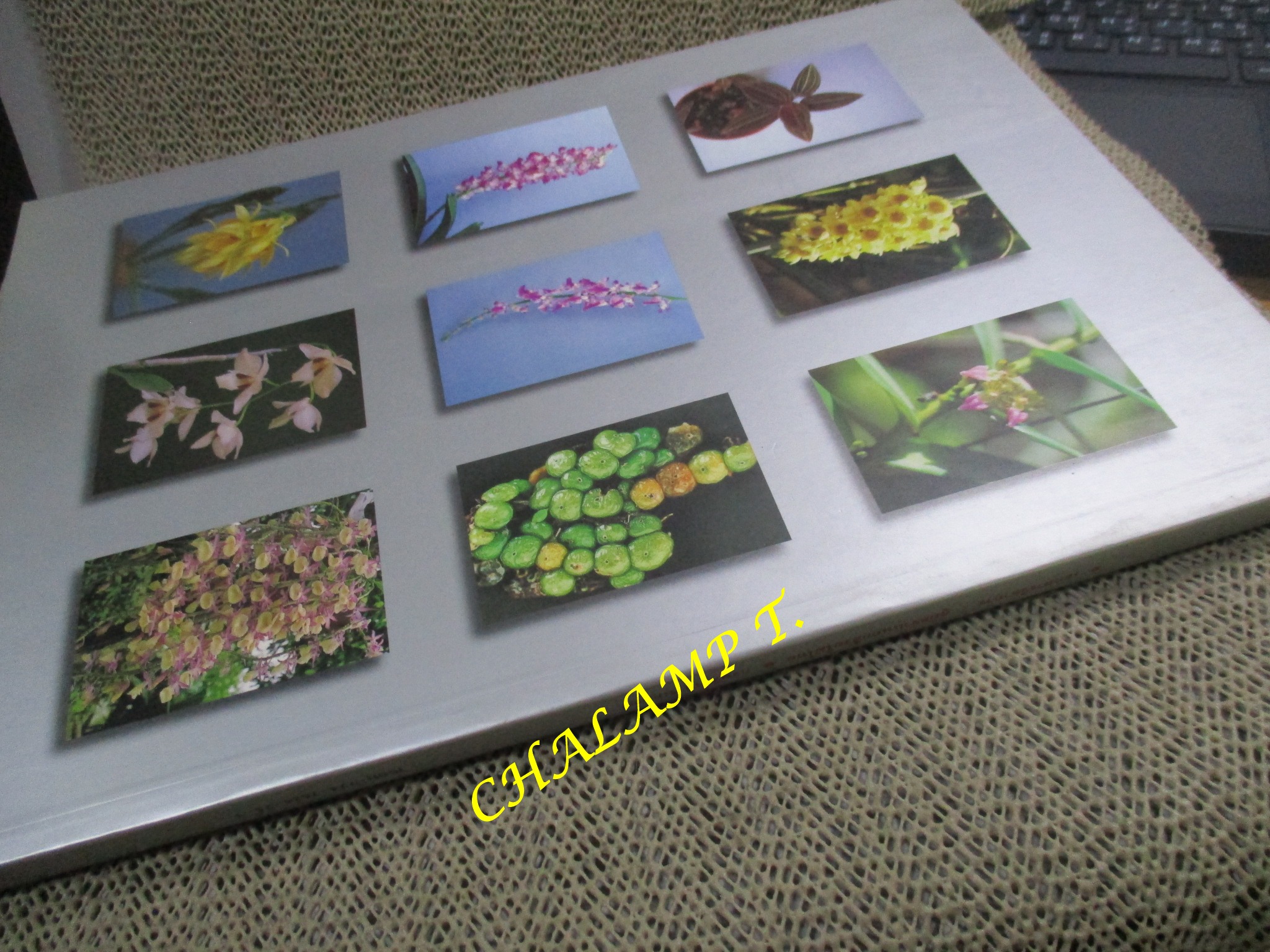 คู่มือจำแนกกล้วยไม้ไทย โดย ฝ่ายนำพืชและอนุรักษ์พืชป่า กองควบคุมพืชและวัสดุการเกษตร กระทรวงเกษตรและสหกรณ์