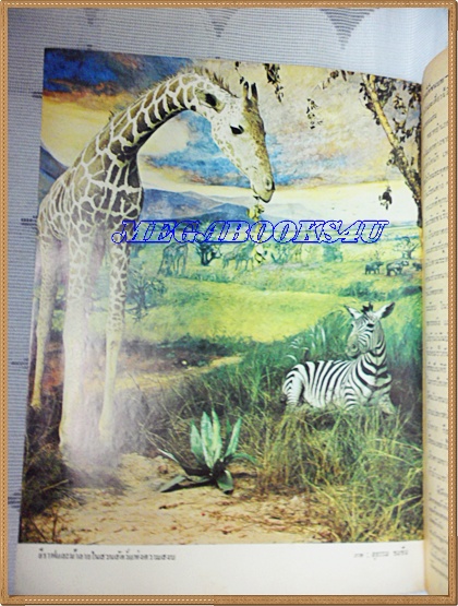 นิตยสาร อ.ส.ท. ฉบับที่04 ปีที่11 พฤศจิกายน 2513 ปกหน้าช้างสุรินทร์ในหมู่บ้านชาวส่วย