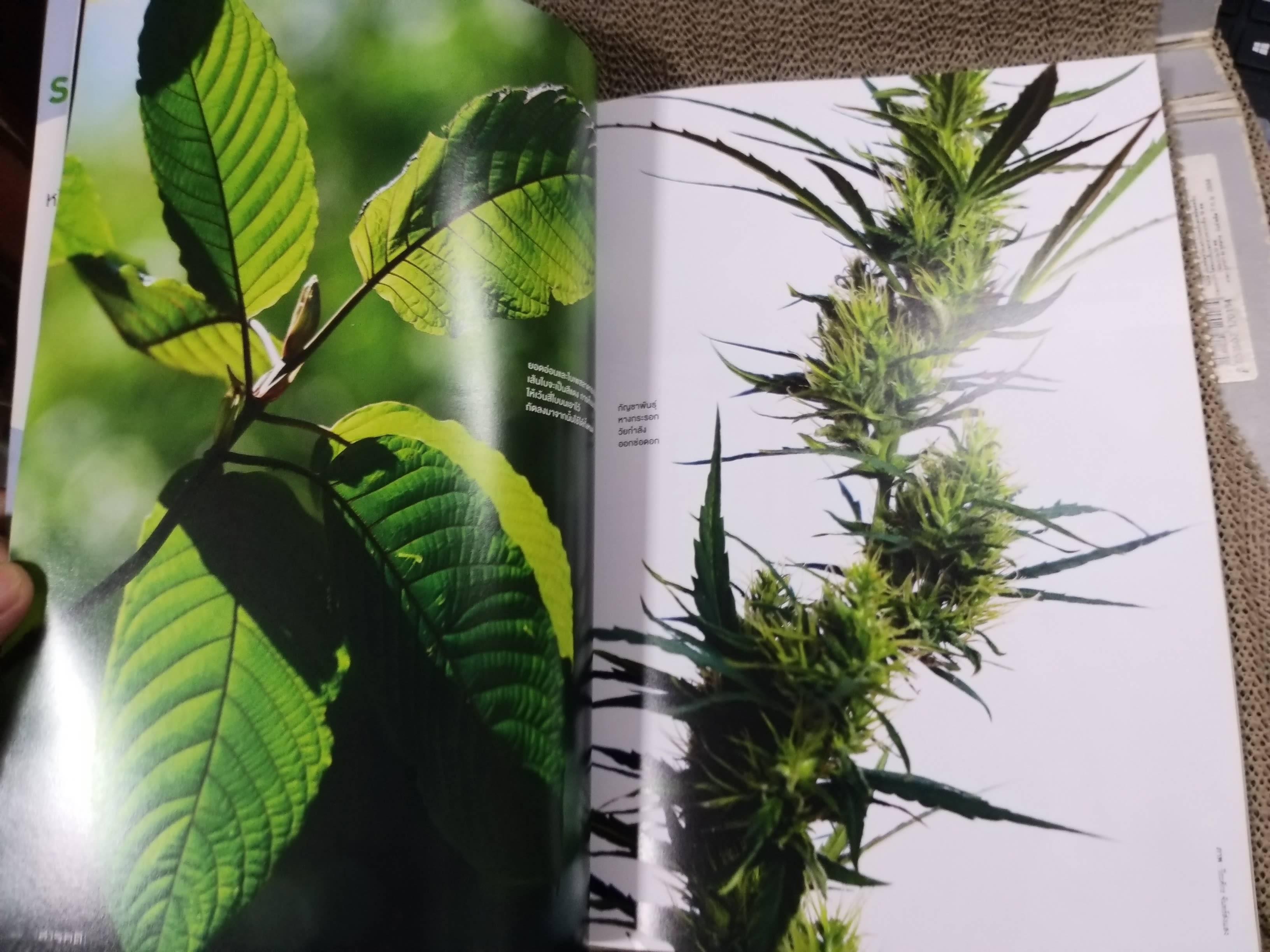 นิตยสารสารคดี ฉบับที่444 ปี2565 กระท่อม กัญชา / พันธ์กระท่อม กัญชา