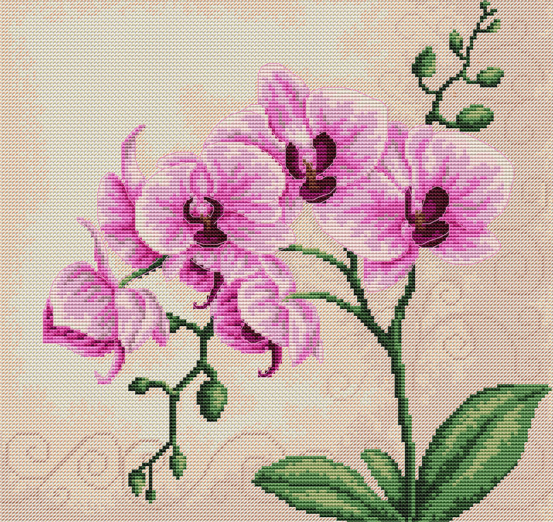 Luca-S Orchid