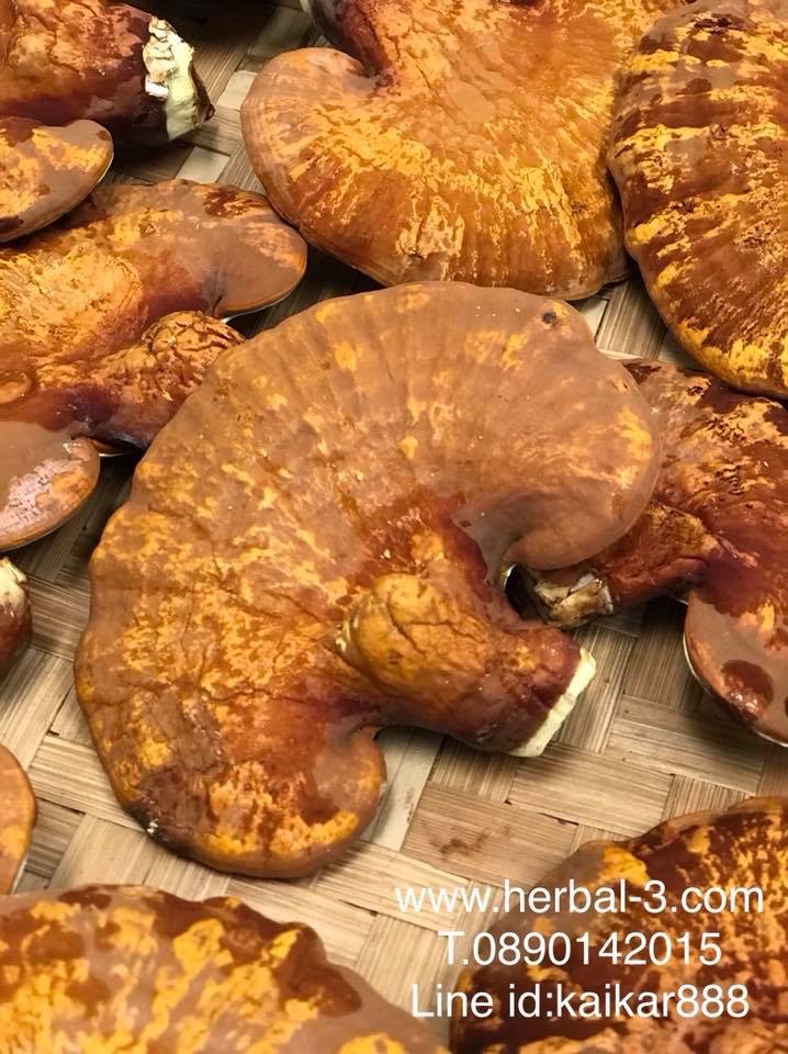 เห็ดหลินจือแดง (แบบดอก) 100กรัม