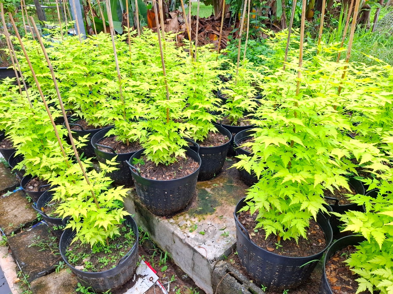 ่ต้นเกษมณีสีทอง 80-90 cm. คัดเกรด A