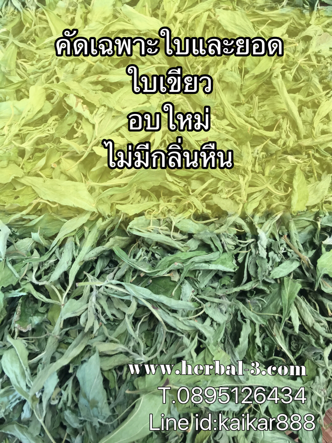 หญ้าหวานไทยอบแห้ง (ใบและยอด)