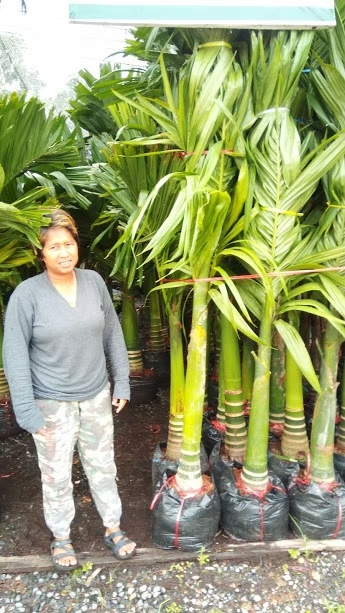 หมากเตี้ย