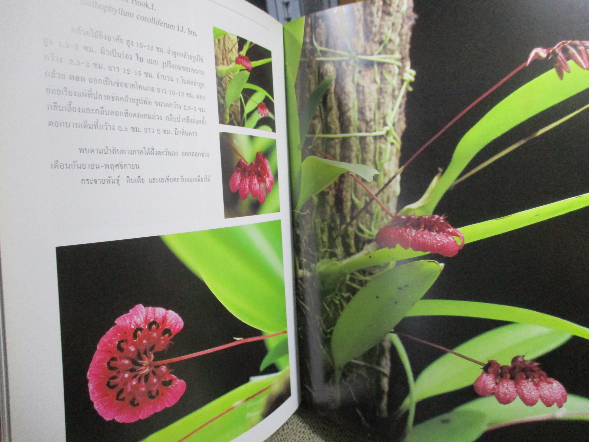 กล้วยไม้ไทย เล่ม 6 สวนพฤกษศาสตร์สมเด็จพระนางเจ้าสิริกิติ์ (ปกแข็ง กระดาษมัน) สภาพดี สวย