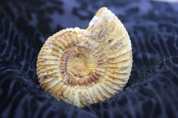 ฟอสซิลแอมโมไนต์กระดองแข็ง ( Perisphinetes Ammonite )