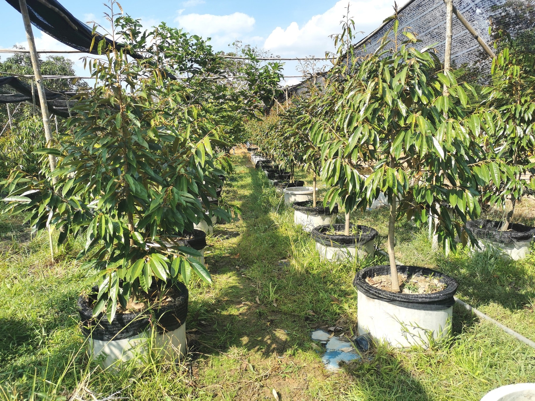 ทุเรียนหมอนทอง (ปราจีนบุรี)