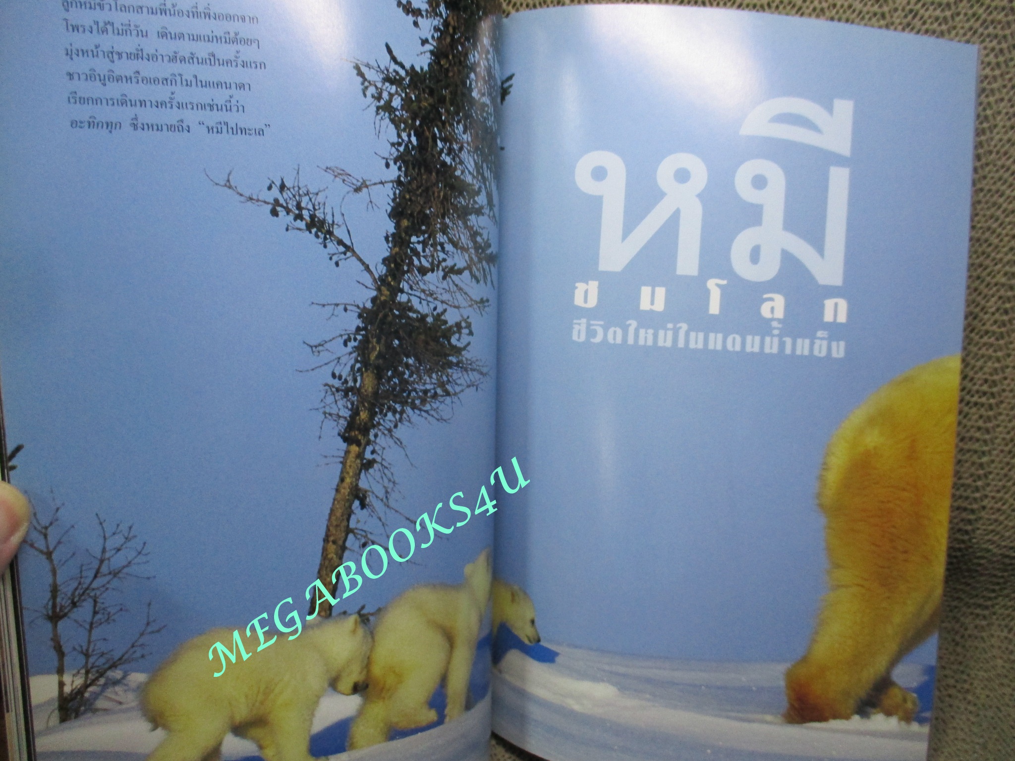 นิตยสาร เนชั่นแนลจีโอกราฟิก National Geographic ฉบับ01 สิงหาคม ปี2544 ฉบับปฐมฤกษ์ ตำหนิ ปกหน้ามีรอยพับตรงมุมปก