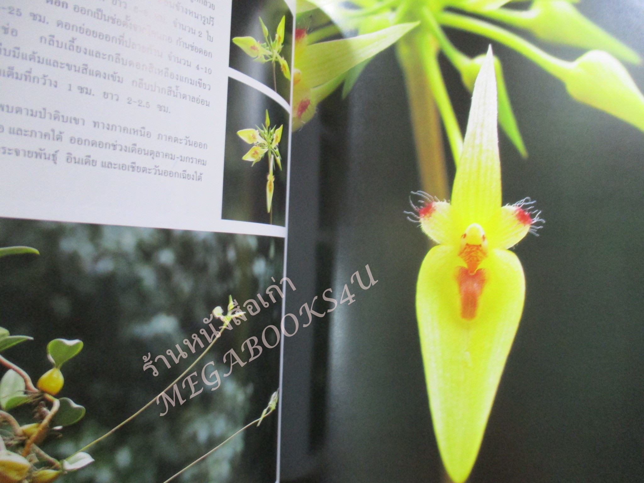 กล้วยไม้ไทย เล่ม 6 สวนพฤกษศาสตร์สมเด็จพระนางเจ้าสิริกิติ์ (ปกแข็ง กระดาษมัน) สภาพดี สวย