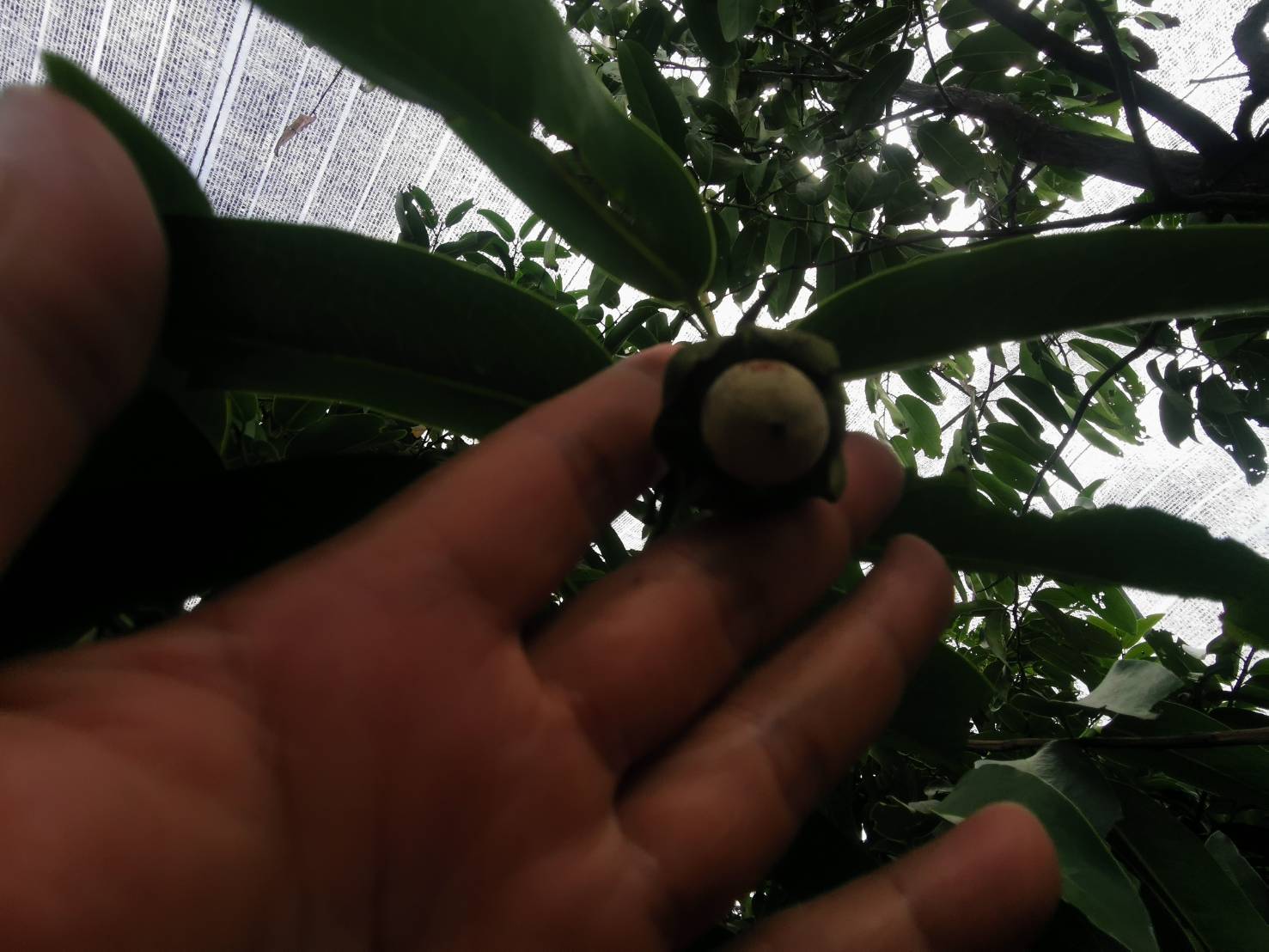 ต้นพลับไทย