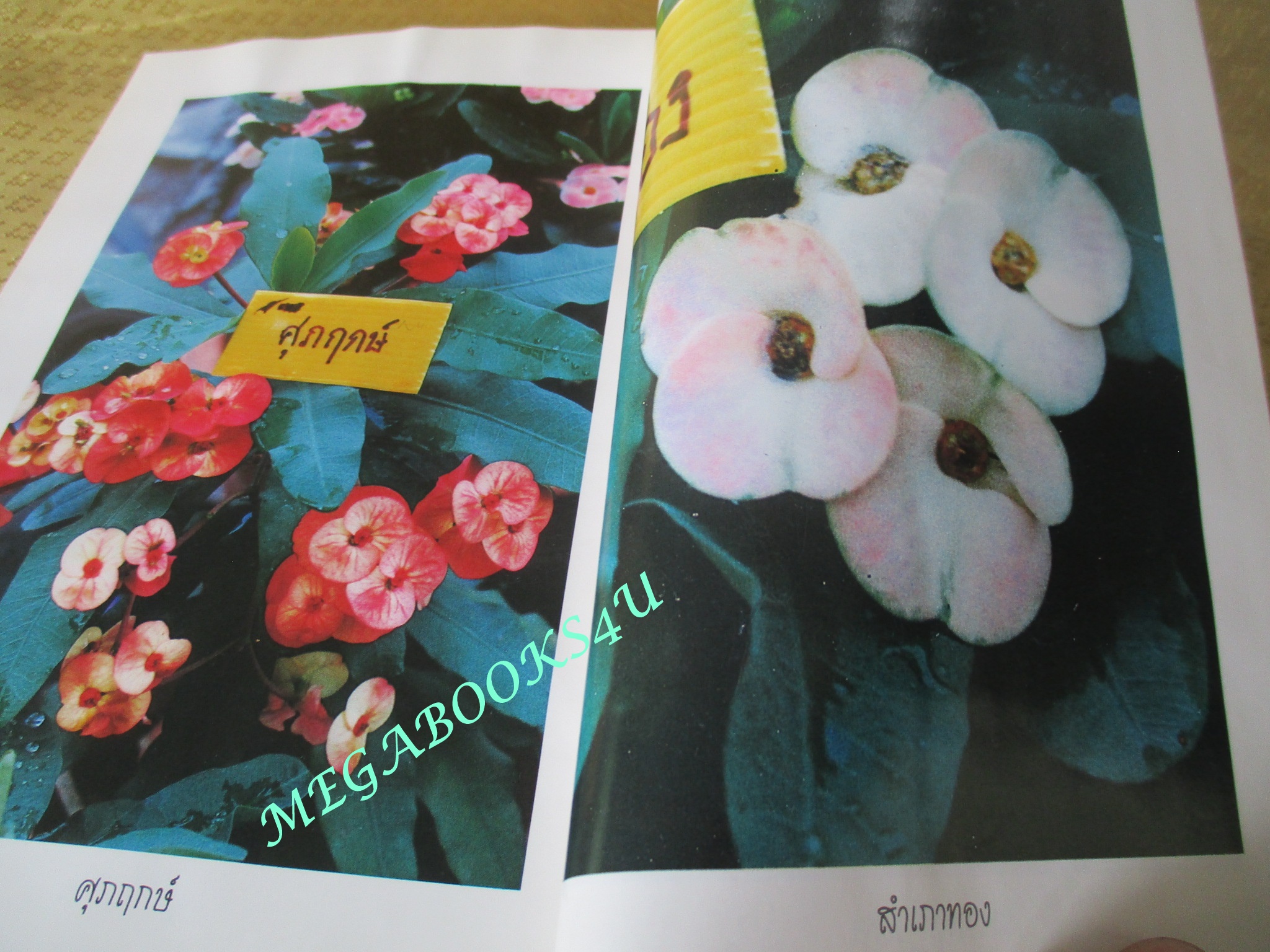 โป๊ยเซียน ไม้ยอดนิยม / วิชัย คูสกุล (มือสอง) (สภาพ85-95%)