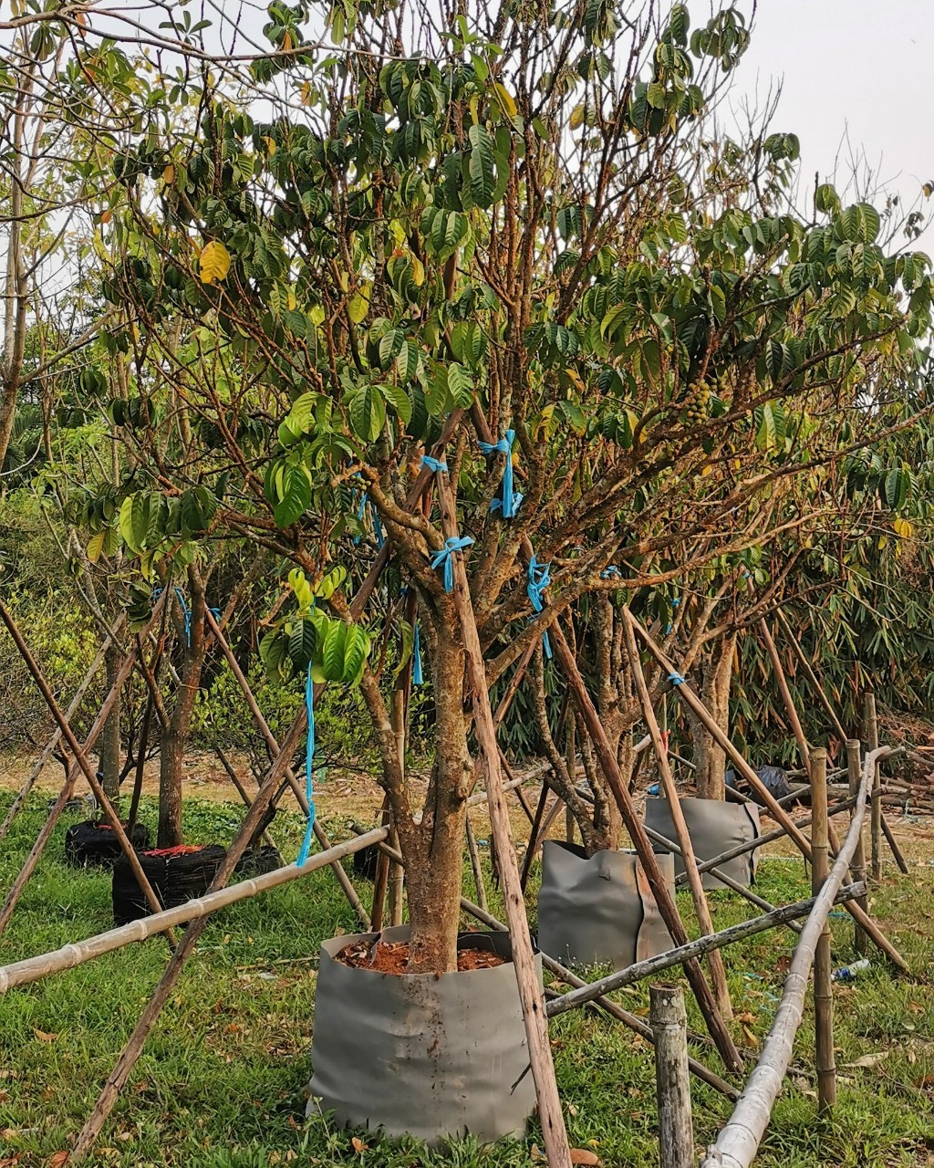 ลองกอง 6 นิ้ว ติดลูกพุ่มสวย