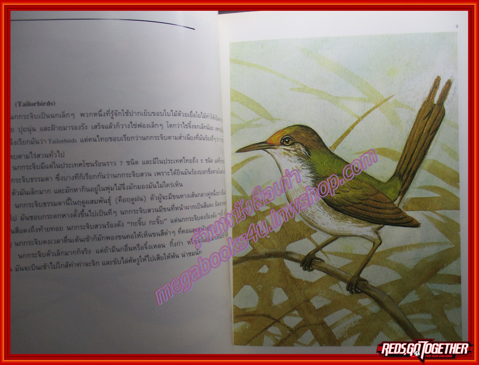 หนังสือ นกสามถิ่น นกสวน นกท้องนา นกป่าดง โดย บุญส่ง เลขะกุล (มือสอง) (สภาพ85-95%) มุมหนังสือด้านบนมีรอยขาดหน่อย