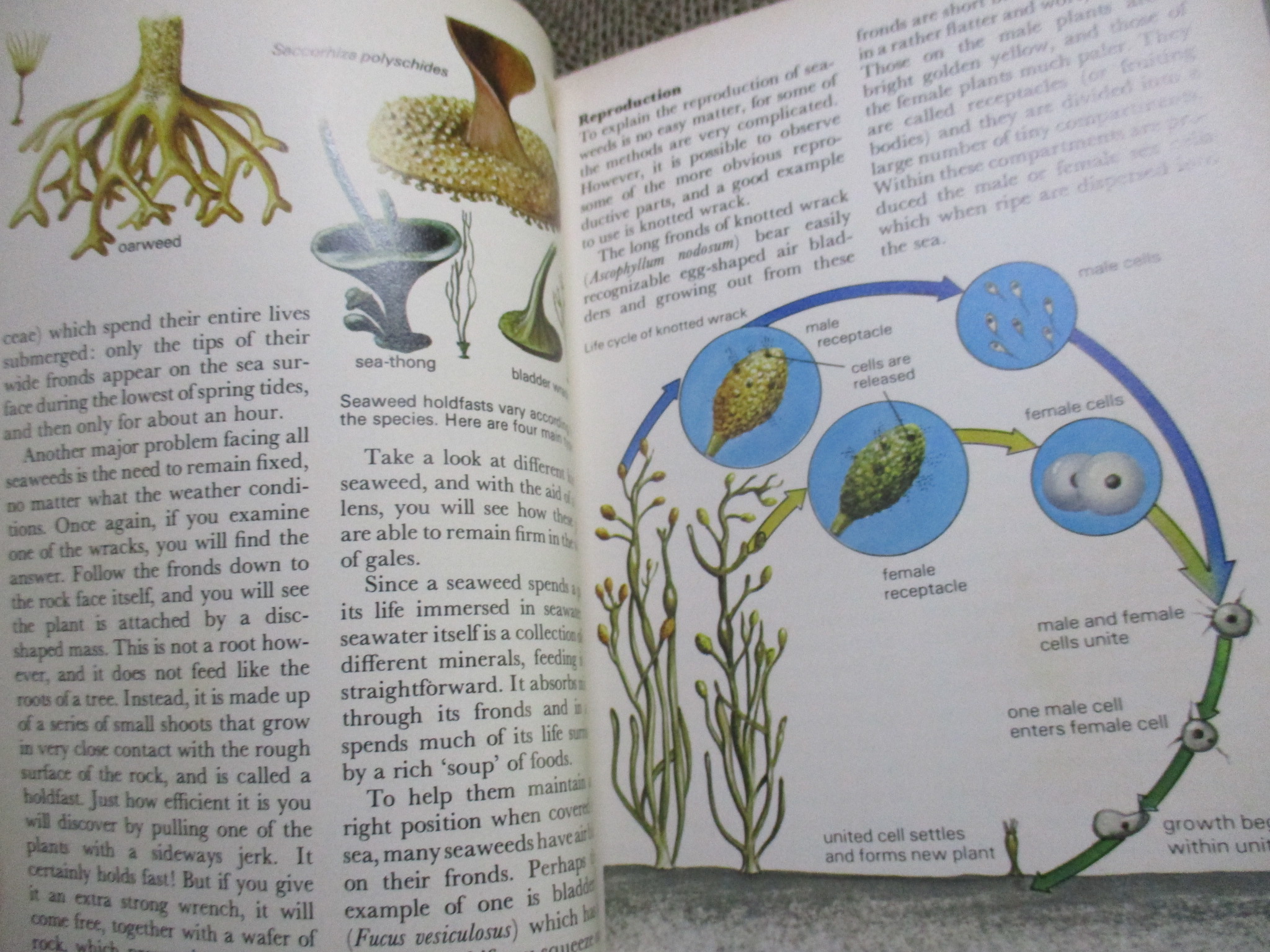 The Seashore Naturalists' Handbook By Leslie Jackman (Hardcover) / HAMLYN