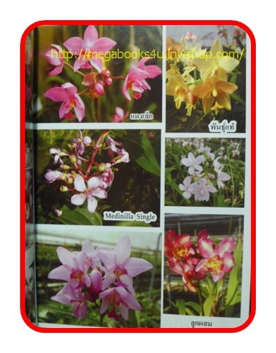 PA1405;กล้วยไม้ดิน, สภาพดี แข็งแรง สวย