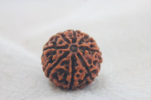 เมล็ดรุทรักษะ 8 หน้า