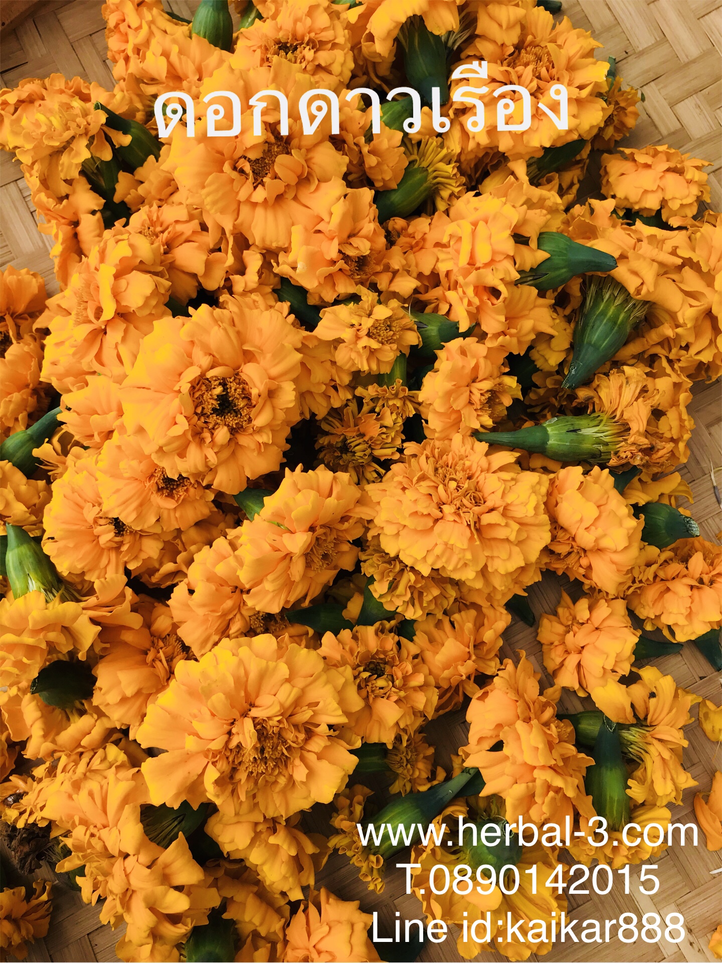 ชาดอกดาวเรือง (กลีบ+เกสร)