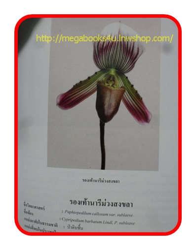 หนังสือกล้วยไม้รองเท้านารี สภาพดี