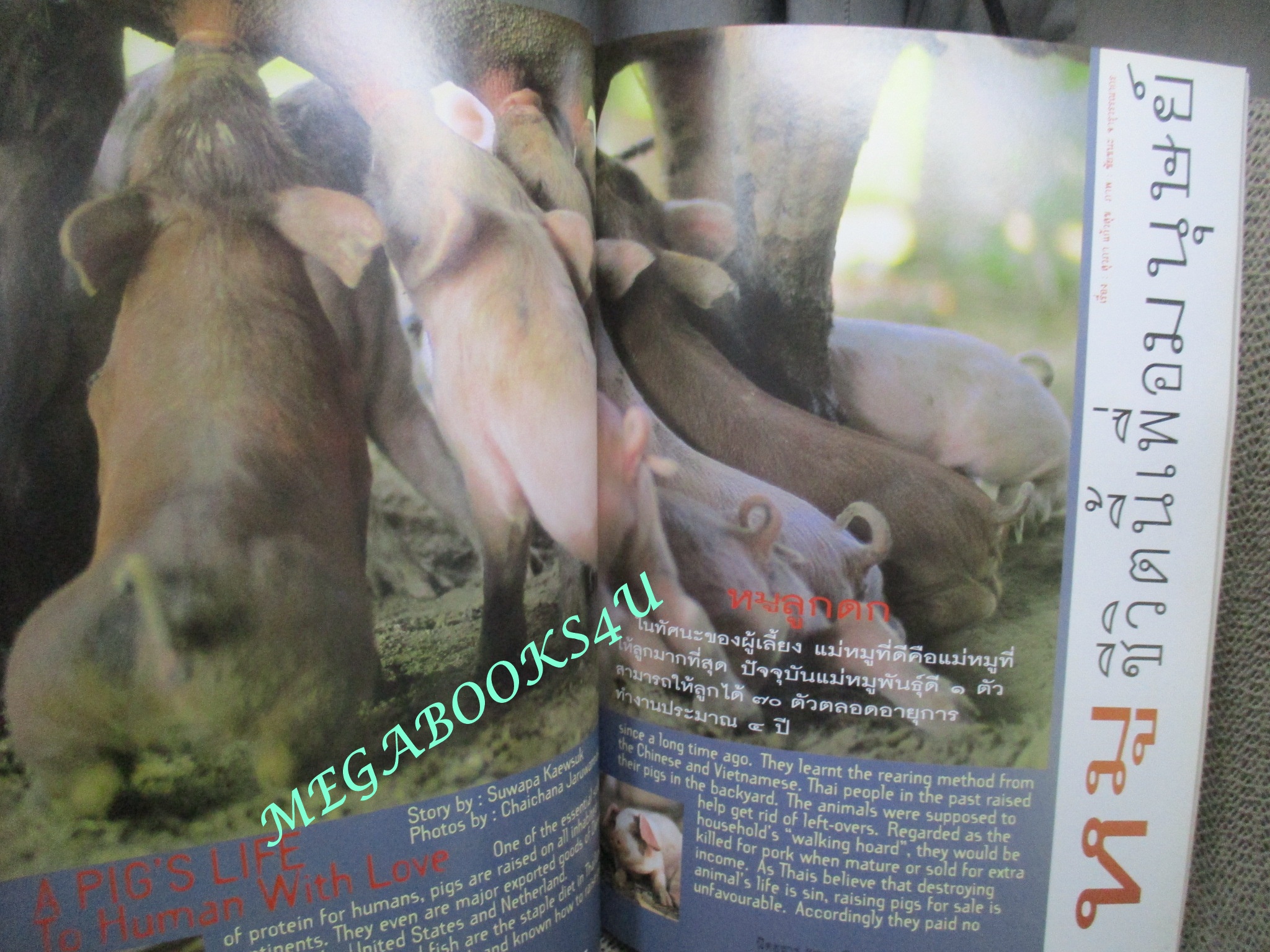 นิตยสารสารคดี ฉบับที่119 มกราคม 2538 หมูชีวิตนี้เพื่อมนุษย์ ชนชาติจ้วง วอชิงตันดีซี ยะลา