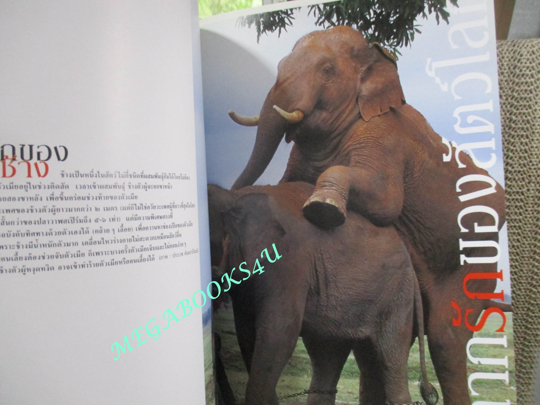 นิตยสารสารคดี ฉบับที่217 ปี2546 ,เซ็กซ์ของสัตว์,ผู้หญิงอิหร่าน,พระราชวังบางปะอิน, สัมภาษณ์ อภิสิทธิ์ เวชชาชีวะ