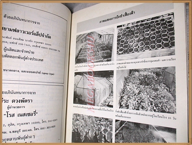 เฟื่องฟ้า โดย ดร.ณรงค์ โฉมเฉลา จัดพิมพ์โดยสมาคมไม้ประดับแห่งประเทศไทย สภาพดี