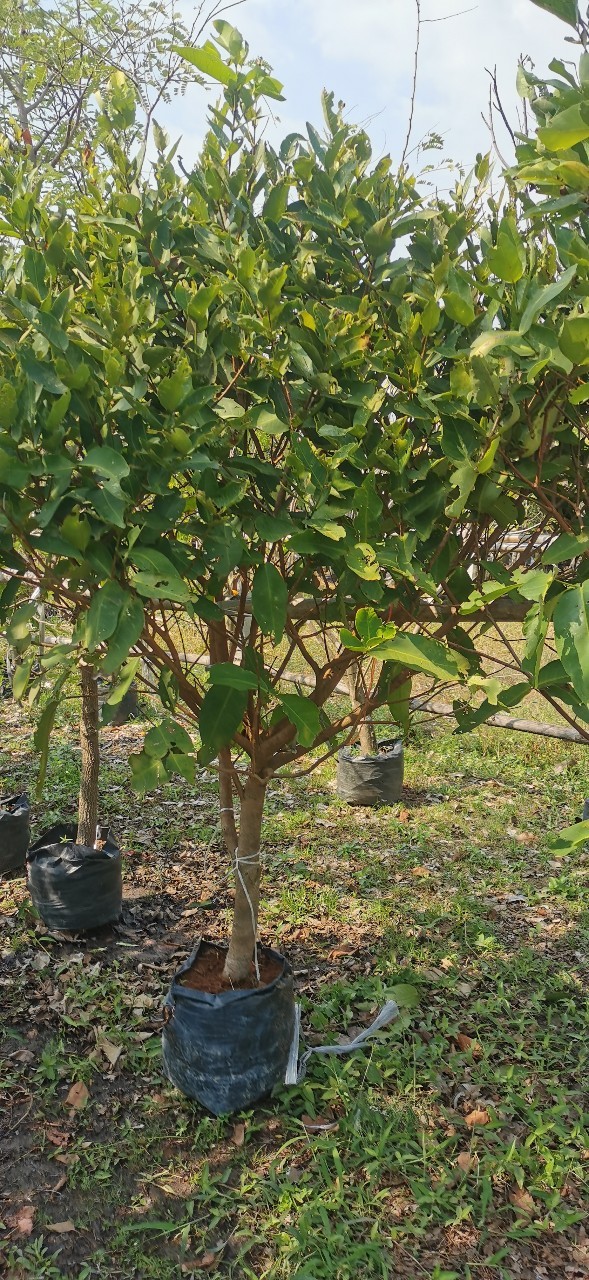 ต้นชมพู่ทับทิมจันทร์ 2 นิ้ว