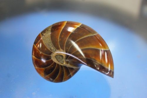 ฟอสซิลนอติลุส (Fossil Nautilus)