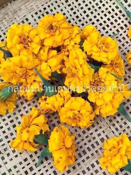 กลีบดอกดาวเรือง (กิโล)