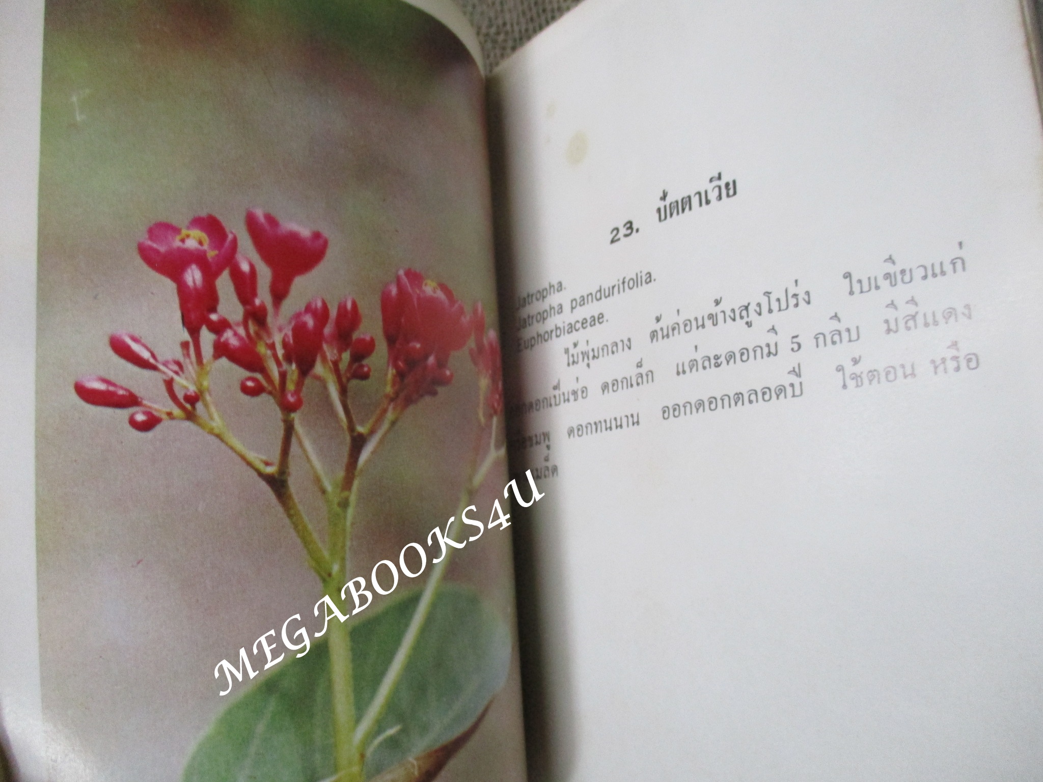 ดอกไม้ในเมืองไทย FLOWER เล่ม2 โดย อำนวย ปิ่นรัตน์ / หน้าปกงอนิด