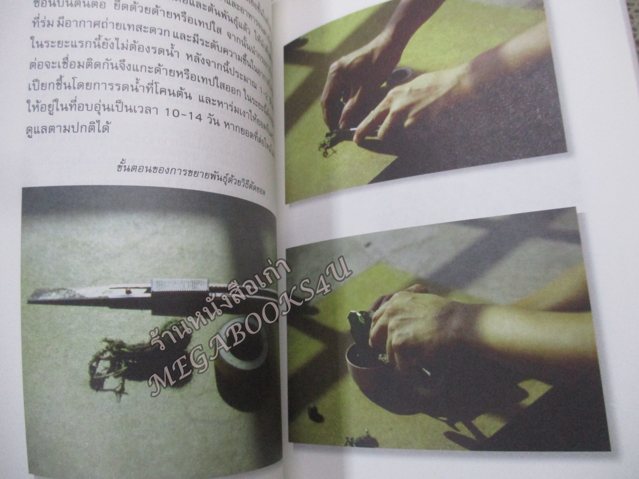 การปลูกแคคตัส พืชไม้สวย รวยได้ง่าย / พฤษภะ ณ อยุธยา