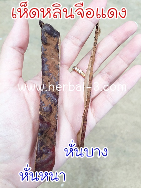 ขนาดเห็ดหลินจือแดง