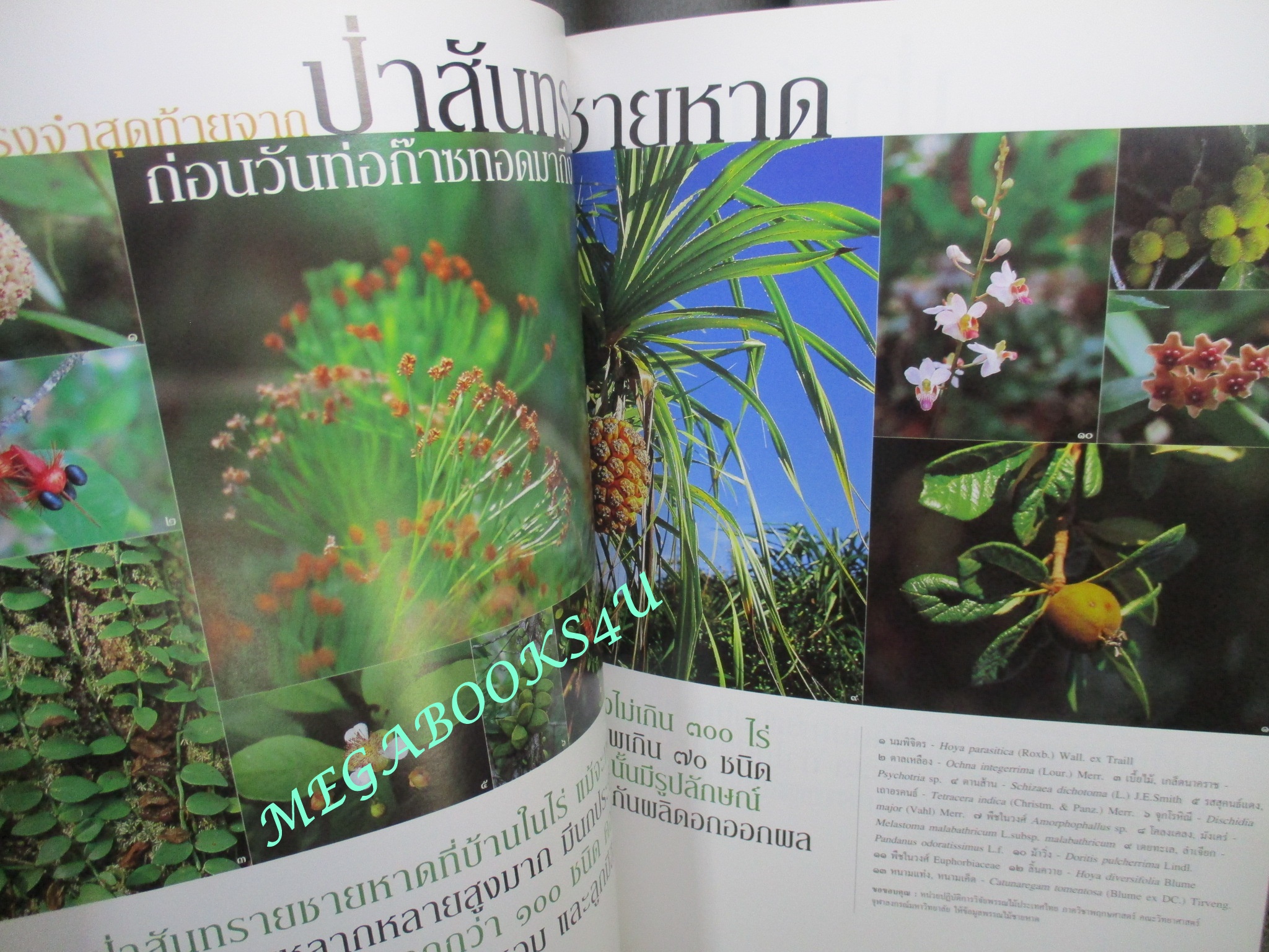 นิตยสารสารคดี ฉบับที่221 ปีที่19 ก.ค.2546,มอเตอร์ไซค์,ป่าสันทรายชายหาด,ทาก,จิตรกรรมฝาผนัง,