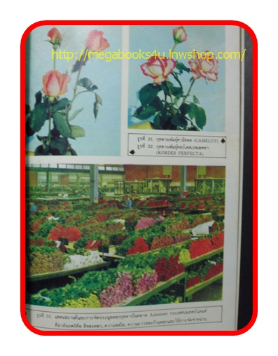 หนังสือ ไม้ตัดดอก กุหลาบ หน้าวัว แกลดิโอลัส เบญจมาศ บัว