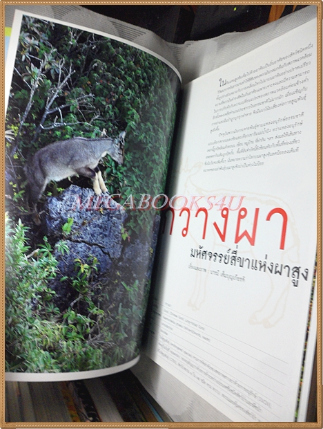 นิตยสารสารคดี ฉบับที่281 กรกฎาคม 2551 กวางผา,ฉลามชล,ปราจีนบุรี,