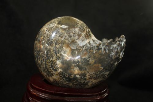 ฟอสซิลหอยทะเลแอมโมไนต์ (Ammonite)