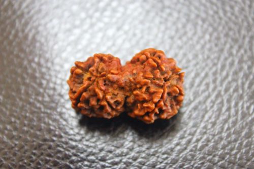 เมล็ดรุทรักษะแฝด ( Gauri Shankar Rudrakshsa )
