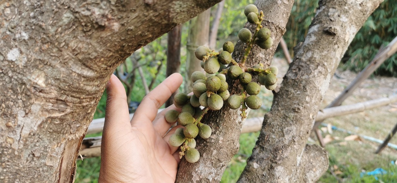 ลองกอง 6 นิ้ว ติดลูกพุ่มสวย