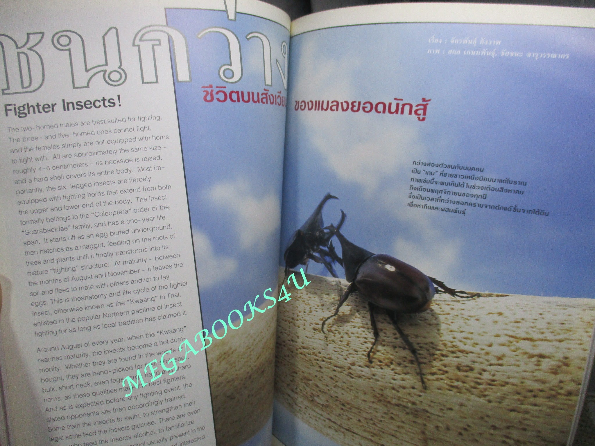 นิตยสารสารคดี ฉบับที่194 เมษายน 2544 เฟิน,ชนกว่าง,สำรับแขกคลองบางหลวง