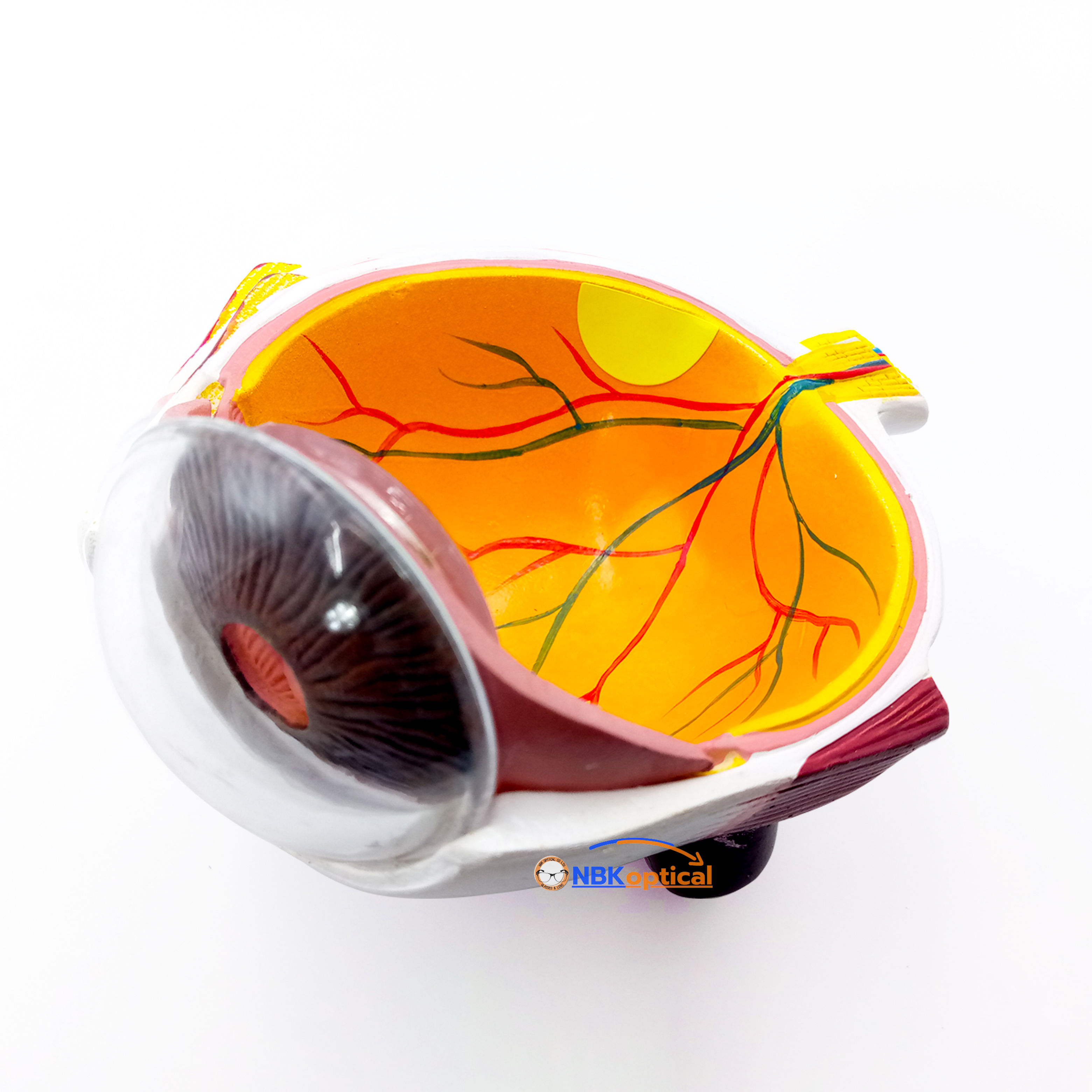 เครื่องทดสอบรังสีบลู Blue Ray (รุ่นมีสวิทช์ข้าง)