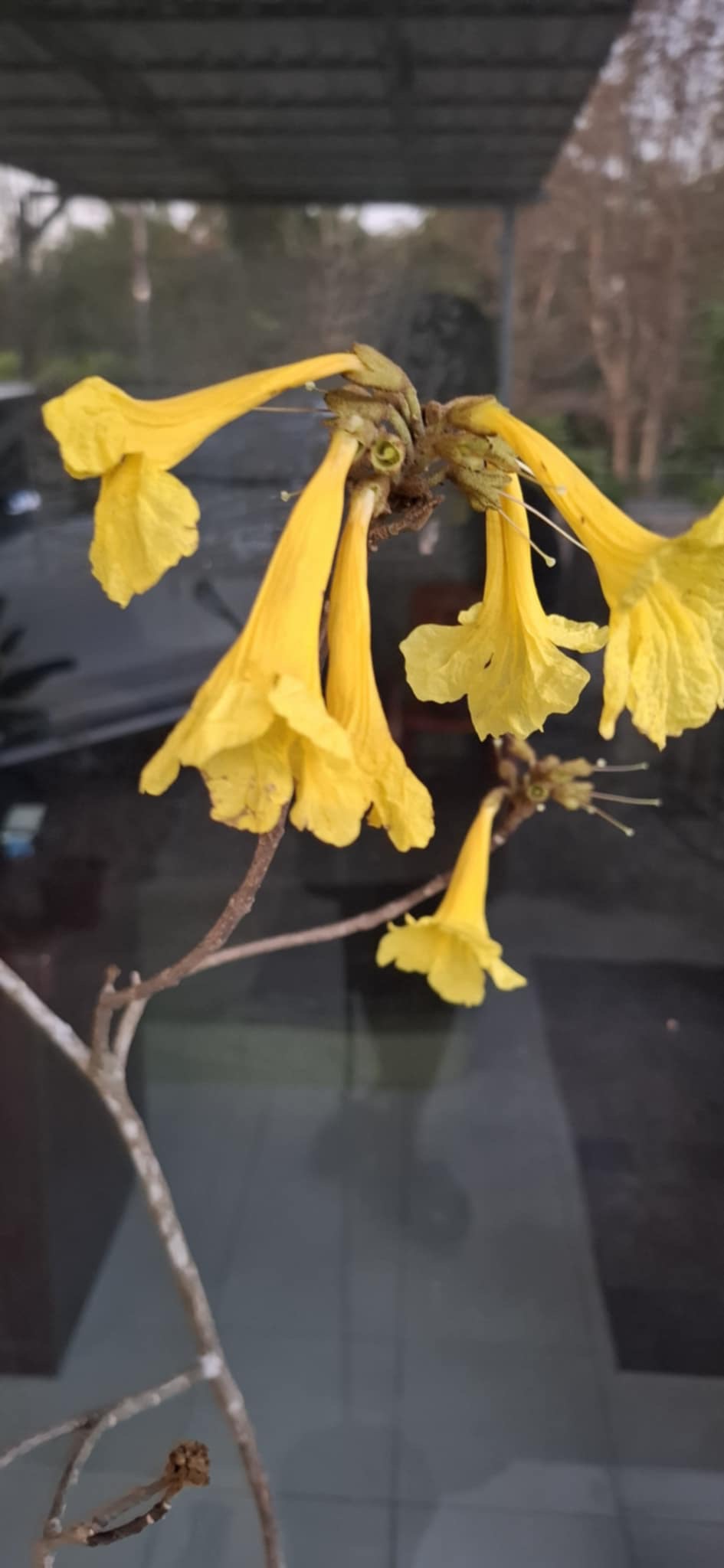 ต้นเหลืองอินเดีย