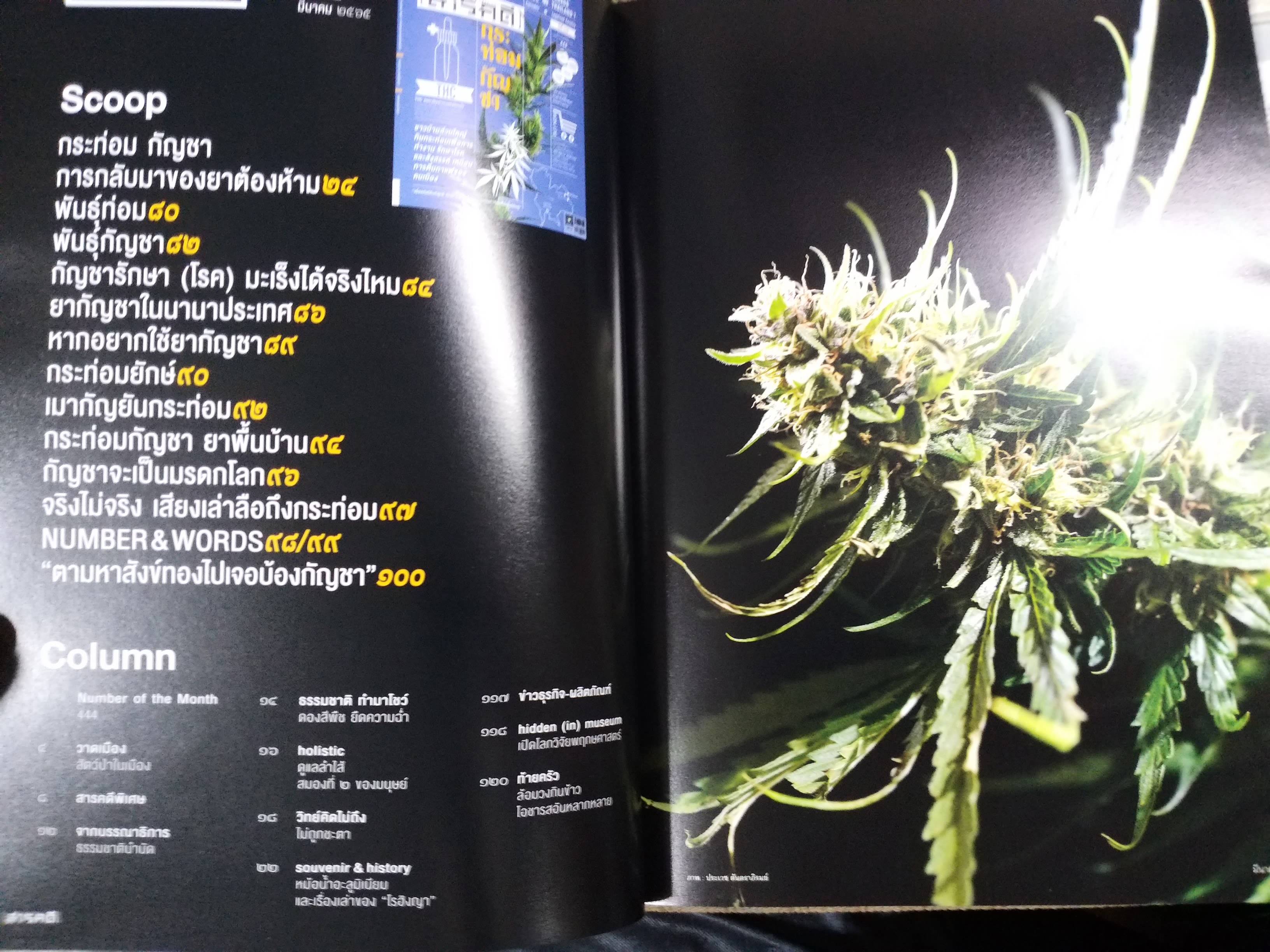 นิตยสารสารคดี ฉบับที่444 ปี2565 กระท่อม กัญชา / พันธ์กระท่อม กัญชา