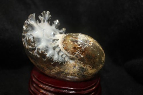ฟอสซิลหอยทะเลแอมโมไนต์ (Ammonite)