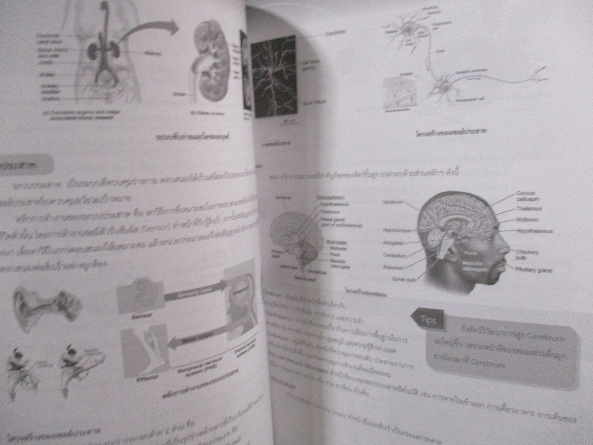 สรุปวิทยาศาสตร์ ม.ต้น สำหรับสอบเข้า ม.ปลายและสอบแข่งขัน / ติววิทย์ TU (M) WIT / ด้านในสะอาด ไม่มีรอยขีดเขียน