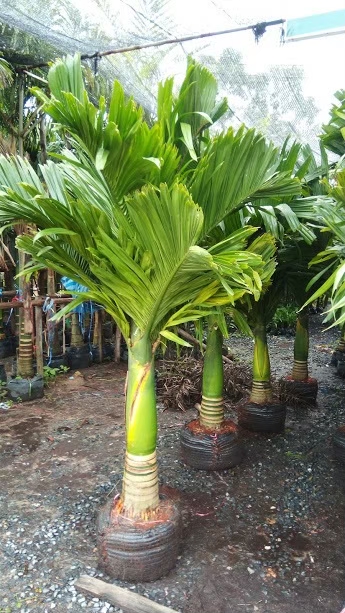 หมากเตี้ย