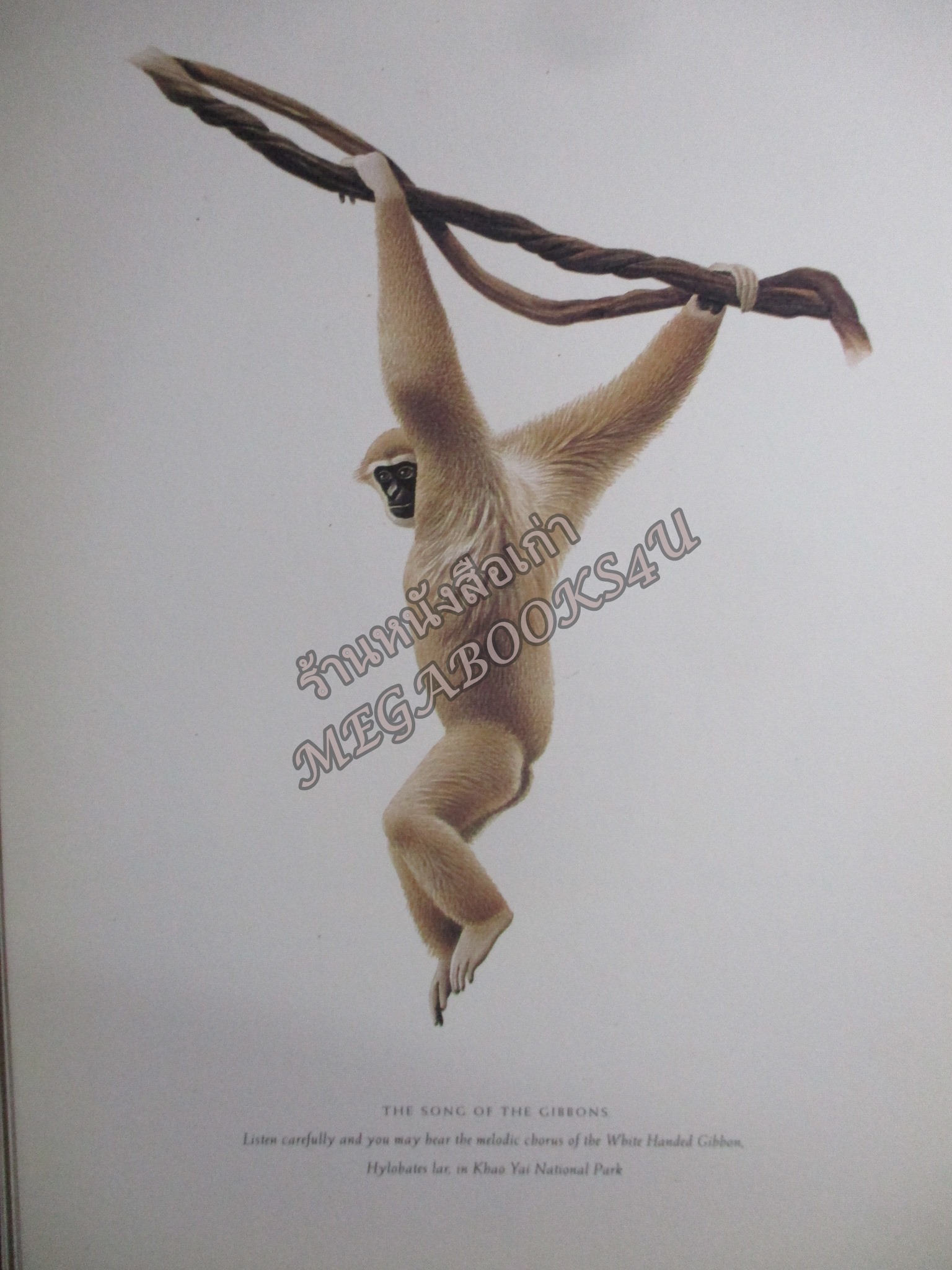 ปฏิทินตั้งโต๊ะ ชุด THAILANDS NATURAL HERITAGE ปี2536/1993 / บริษัท การบินไทย