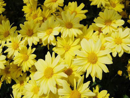 ชาดอกเก๊กฮวย พันธุ์สีขาว (ชนิดดอก)